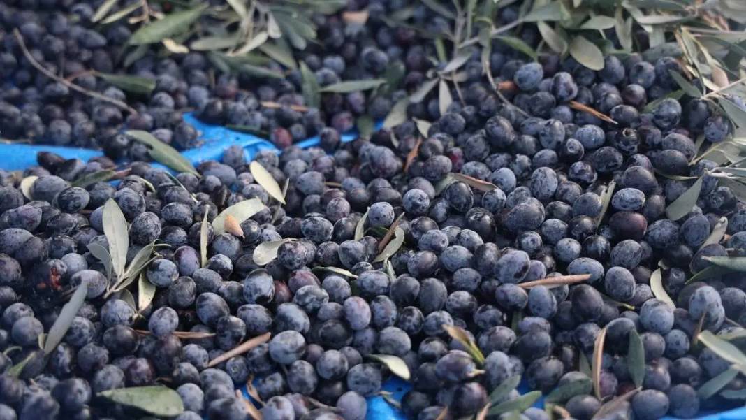 Hatay’da Kuraklık Zeytinyağı Piyasasını Altüst Etti! 2